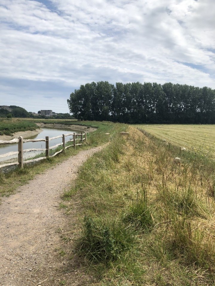 sheep-trees-river-resizerimage786x1048