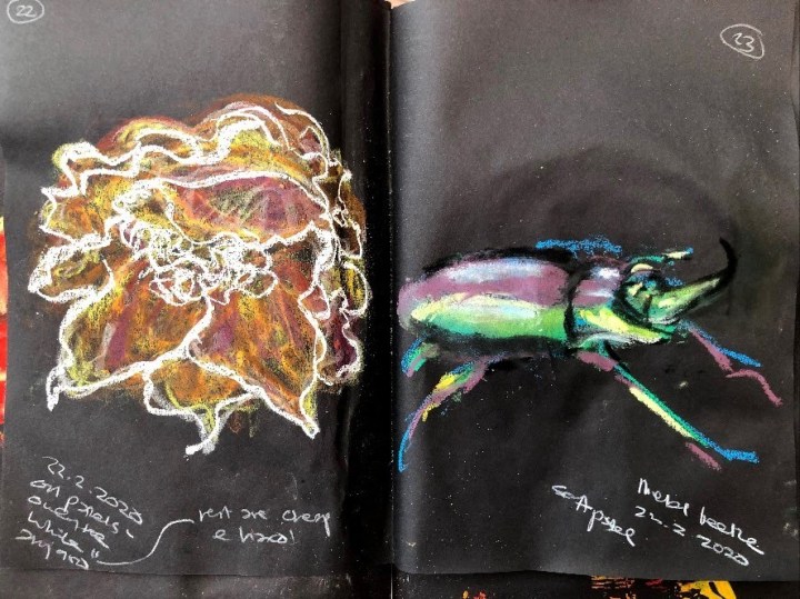 poppy-and-beetle-resizerimage887x665