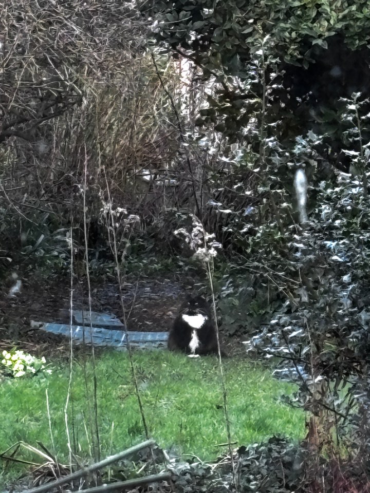 Black and white cat sitting on grass in a garden surrounded by dense foliage and trees.