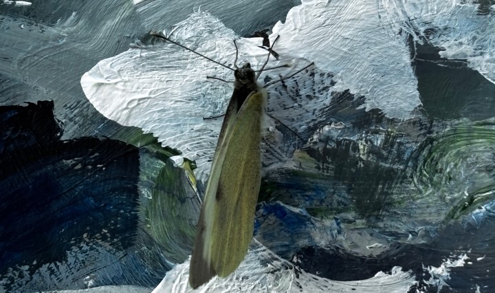 butterfly on a painting